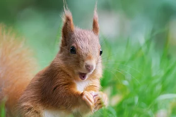 Fotobehang a squirrel is amazed and joyful © gehapromo
