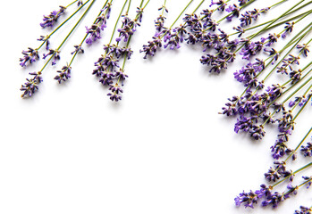 Fresh flowers of lavender bouquet, top view on white background