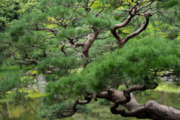 日本の伝統的な庭園の松