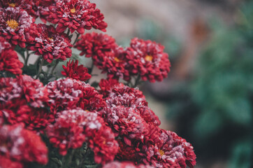 White hoarfrost on bright pink chrysanthemum flowers in autumn morning