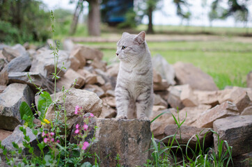 Cat waiting among rocks in the garden