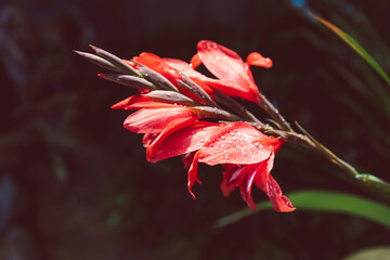 close-up of red gladiolus plant outdoor in sunny backyard