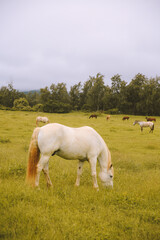 Rainy day, horses in the ranch, North Shore, Oahu, Hawaii