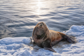 sea lions (Eumetopias jubatus) beside seasides Kamchatka