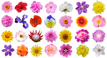 Macro photo of flowers set: rose,  sunflower, orchid, peony, zinnia, cirsium, bristly rose, common mallow, grysanthemum  on a white isolated background © Марина Миколута
