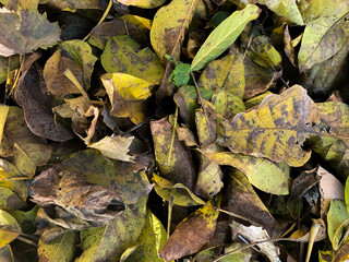 Autumn background. Golden leaves pattern.