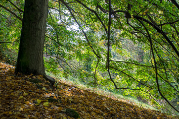 Fototapeta premium alberi in autunno con la luce