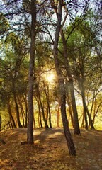 Atardecer desde el monte