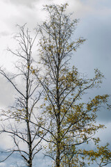 alberi spogli in  autunno
