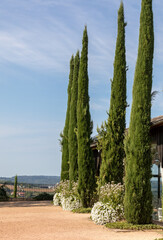 A row of cypresses in Eyrignac. Dordogne. France