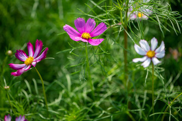 Fototapeta premium flowers in the grass