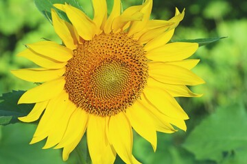 Obraz premium Primer plano de una flor de girasol. Un bonito girasol en todo su esplendor fotografiado a orillas del río Danubio, Rumanía.