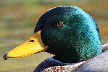 Mallard duck male, close up portrait