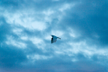 夕暮れ時ねぐらに急ぐ一羽の鷺