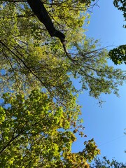 tree in autumn