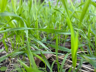 green grass in the morning