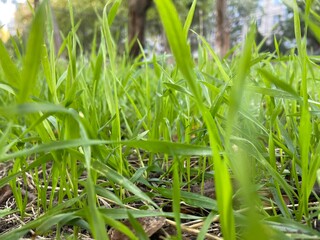 grass