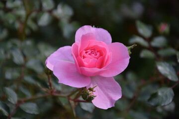 Pink rose in bloom
