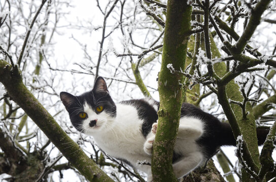 A cat on a tree looking around.
