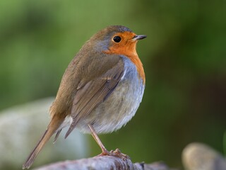 Fototapeta premium European robin (Erithacus rubecula) stands on stick. Czech Republic. Europe.