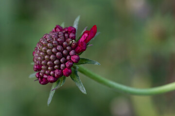 close up of a flower