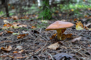 yellow butter mushroom growing in the forest