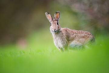 Naklejka na ściany i meble wild rabbit in a meadow