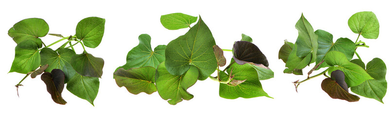 sweet potato leaves on isolated white background