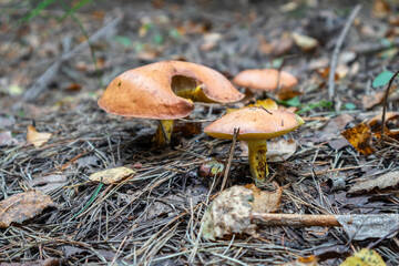 group of yellow butter mushrooms in the forest