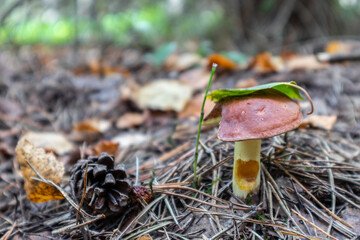 red-capped butter mushroom in the forest