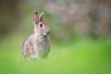 wild rabbit in a meadow