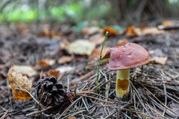 red-capped butter mushroom in the forest