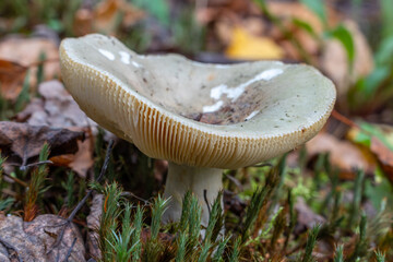 edible green russula mushroom in the summer forest - obrazy, fototapety, plakaty