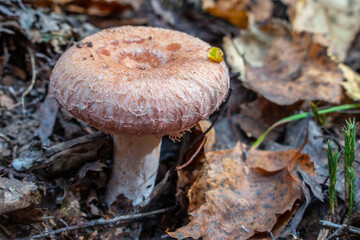 coral milky cap mushroom in the forest