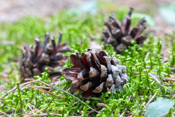 a bunch of pine cones on the forest moss