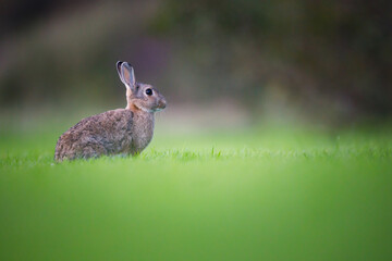 wild rabbit in a meadow