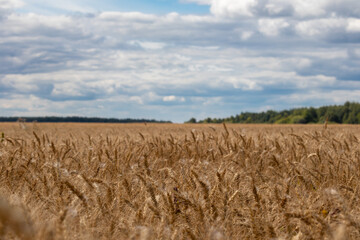 wheat field under the blue cloudy sky in the summer