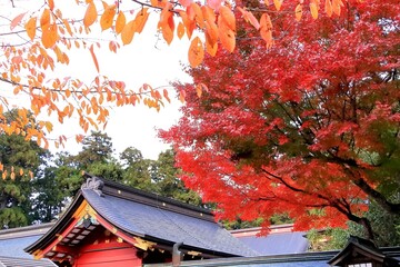 神社境内を彩る鮮やかな紅葉