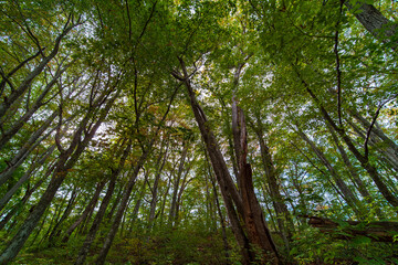 forest in autumn