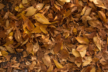 autumn leaves in the forest