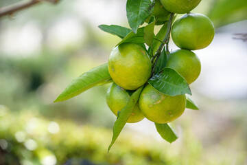 satsuma orange fruit that began to ripe, on the branch