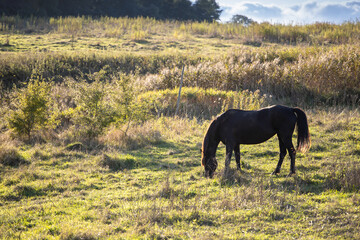 black horse stands on a wild field and eating grass at sunset