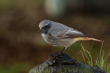 The young male black redstart ( Phoenicurus ochruros) stands at the root by the water with stones and grass. Czech Republic. Europe.