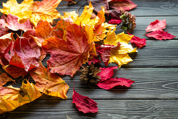 Orange and yellow dead maple leaves and a pine cone on a dark wooden rustic background. Fall foliage season.