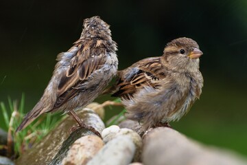 Two young sparrows (Passer montanus) sitting on the stones after bathing. Czech Republic. Europe. 
