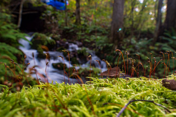 waterfall in the forest