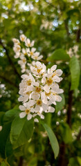 Obraz na płótnie Canvas White spring flowers on the tree branch