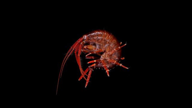 Amphipoda Eulimnogammarus cruentus under the microscope, family Eulimnogammaridae, endemic species living on Lake Baikal.blood-red. dwelling in rocky ground, in rock crevices