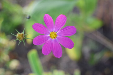 Obraz premium Flower