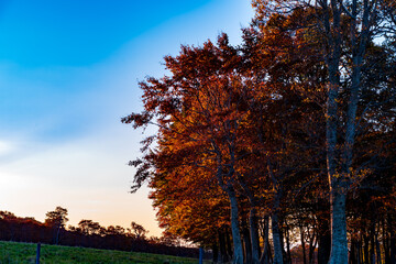 autumn in the forest